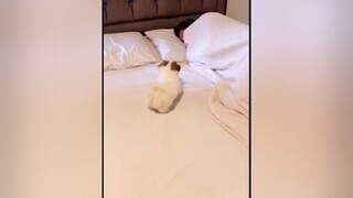Cưng xỉu :)) Theo dõi  xem video cún yêu nha meo meocute yeumeo yeudongvat dethuong anuong cunyeu
