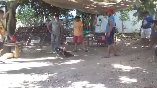 subok sa lahi...grey