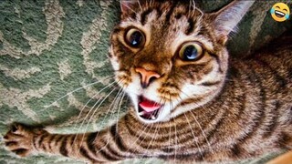 The FUNNIEST and CUTEST moments with ANIMALS!😊 DOGS+CATS 2024