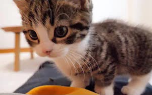 น้องแมวโคโค่ไม่ยอมให้เจ้าของนอน