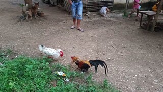 𝙉𝙖𝙫𝙖𝙟𝙚𝙧𝙤 𝙂𝙞𝙢𝙤𝙧𝙚 𝙑𝙎 𝙇𝙚𝙞𝙥𝙚𝙧 𝙂𝙧𝙚𝙮 𝙭 𝙒𝙝𝙞𝙩𝙚 𝙆𝙚𝙡𝙨𝙤 𝙨𝙥𝙖𝙧