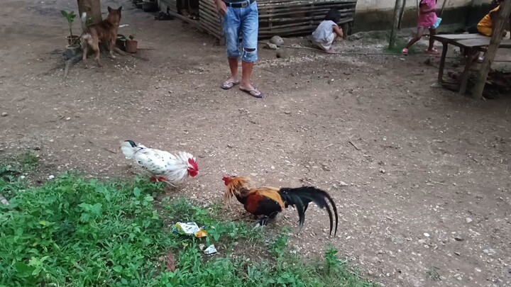 𝙉𝙖𝙫𝙖𝙟𝙚𝙧𝙤 𝙂𝙞𝙢𝙤𝙧𝙚 𝙑𝙎 𝙇𝙚𝙞𝙥𝙚𝙧 𝙂𝙧𝙚𝙮 𝙭 𝙒𝙝𝙞𝙩𝙚 𝙆𝙚𝙡𝙨𝙤 𝙨𝙥𝙖𝙧