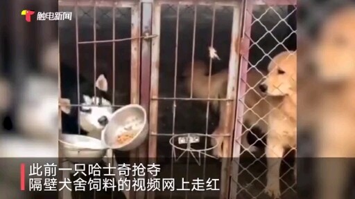 ไม่สนศีลธรรมสุนัข! ไซบีเรียนฮัสกี้แย่งอาหารโกลเด้นรีทรีฟเวอร์ทั้งถังข้ามกรง ถ้าเปลี่ยนเป็นทิเบตันมาส