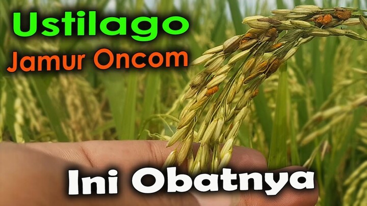 PENYEBAB DAN SOLUSI MENGATASI JAMUR USTILAGO PADA TANAMAN PADI