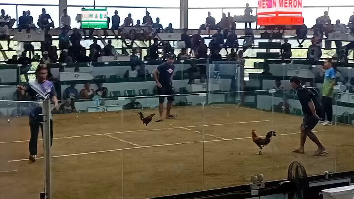 5 times Winner Duke hulsey Lemon mt.banahaw Breed by HMA