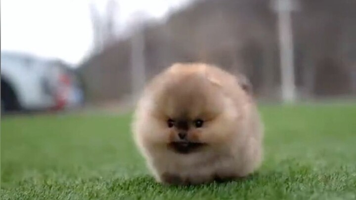It seems to know it’s very cute.