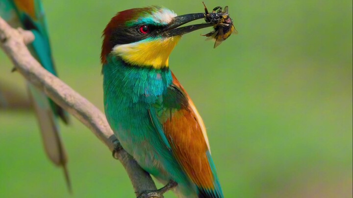 “Bees are so eager to collect nectar, they practically rush straight into the grave.”