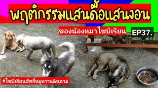 พฤติกรรมแสนดื้อแสนงอน ของน้องหมาไซบีเรียน#ไซบีเรียนฮัสกี้หมูหวาน&ฉลาม by ครูแดง