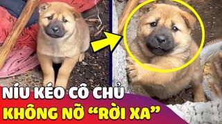 Chú chó nhỏ nhõng nhẽo 'NÍU KÉO' con Sen vì không muốn phải rời xa 😅 | Gâu Đần