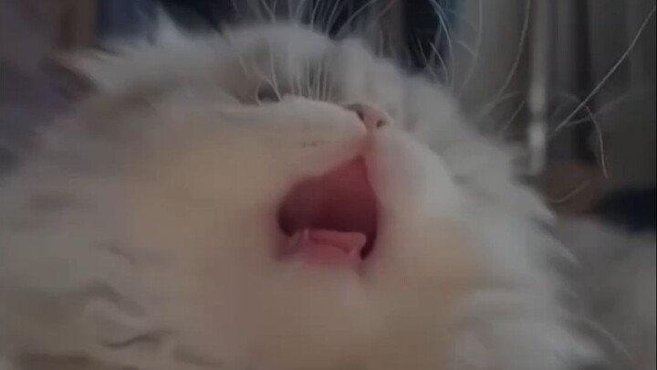 “Hurry up and have your best friend give birth to a kitten for you”