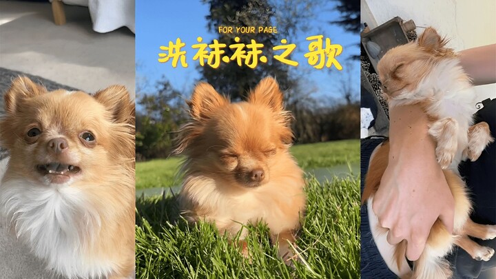 🎵 Lagu Mencuci Kaus Kaki 🎵