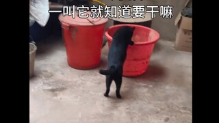 绝世好猫！一叫它就知道要干嘛