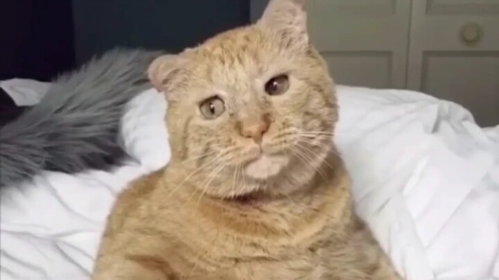 Wajah menawan itu banyak yang serupa, tetapi kucing-kucing lucu nan imut hanya satu dari seribu!