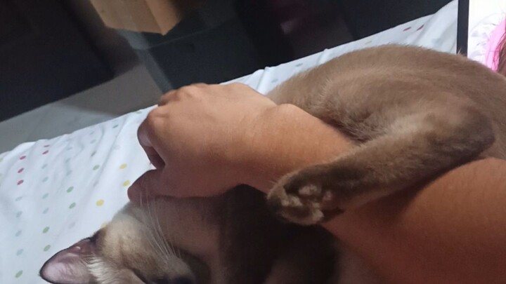 gatita siamés !! cómo puedo mejorar subac actitud?