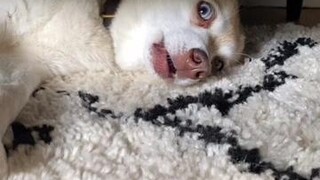 Our Instagram is lifewithkleekai (link in bio) if you want to send Copper a message! He replies to every single one 💙