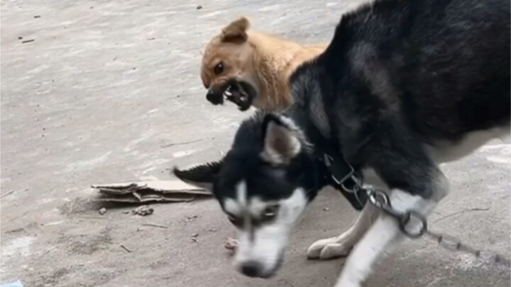 With the Strength to Upend Mountains