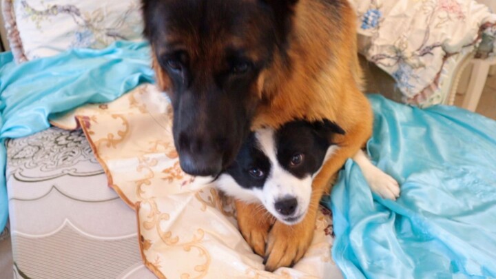 الراعي الألماني: كفى ضربًا، فأنا أيضًا لديّ مزاج.