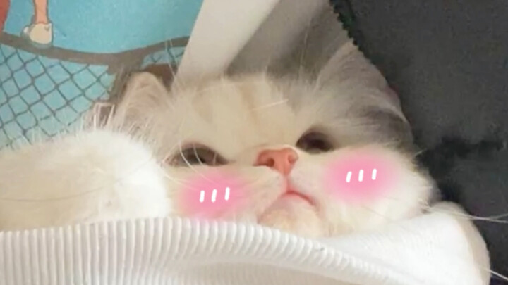 I’ve finally cracked the deep wisdom of Mama Kangaroo