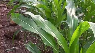Tanaman Jagung