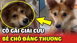 Cô gái đuổi theo XE BÁN CHÓ để CHUỘC LẠI một chú chó ĐÁNG THƯƠNG ❤️ | Yêu Lu