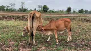 ชมวัวชมทุ่งบ้านนา