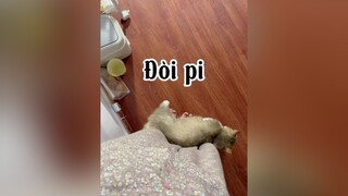 Hối hận qué 🥲🥲🥲 cat mèo