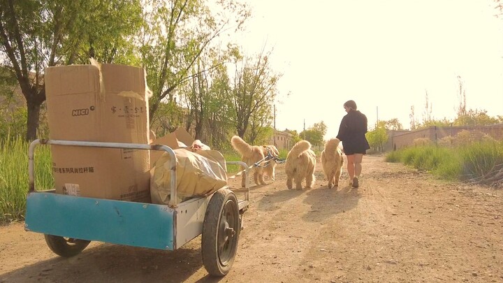 Di rumah ini, bahkan anjing pun harus bantu kerja rumah!