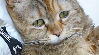 不，我不想剪指甲