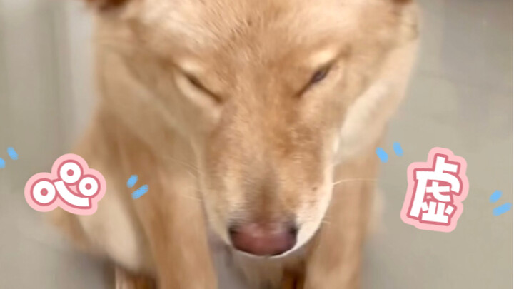 สีหน้าพร้อมเพรียงของลูกสุนัขทั่วประเทศเวลาทำผิด