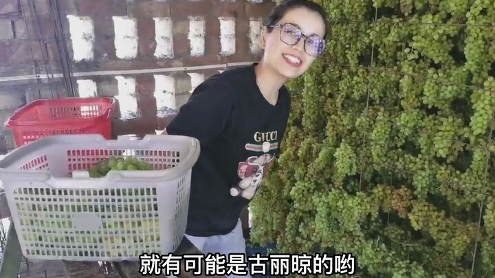How do grapes turn into raisins? What does Gulie’s drying room look like?
