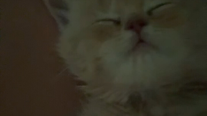 نسخة الاستمتاع الكامل: القط الملاطف يضمن القبول في الدراسات العليا