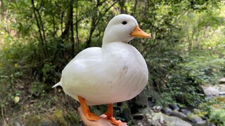 The Call duck pecked the child angrily, the content is exciting