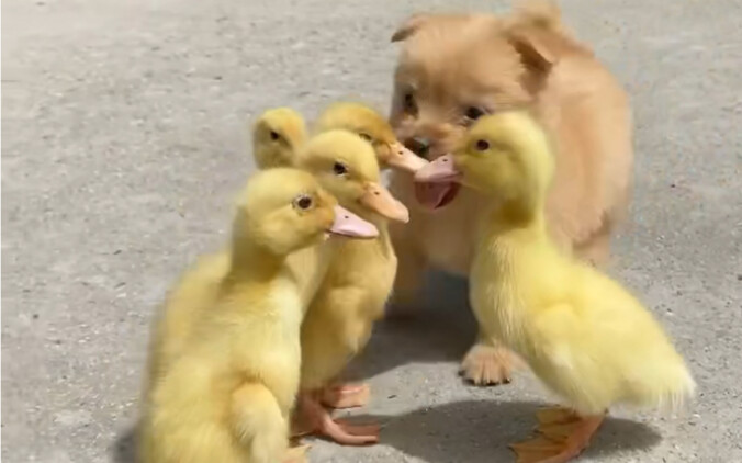 Chú chó mang khí chất của một ông trùm