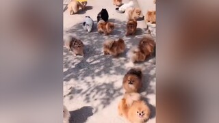 Đến giờ ăn trưa rồi 🐶 foryoupage fyp cute dog cho pet thucung