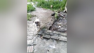 Thả tim cho 2 e đi ạ. yeucho yeuchomeo cún cúncon chó chómèo chócon chó_cưng chókhôn yeuchomeo cưng chócute pet dog dogsoftiktok doggo