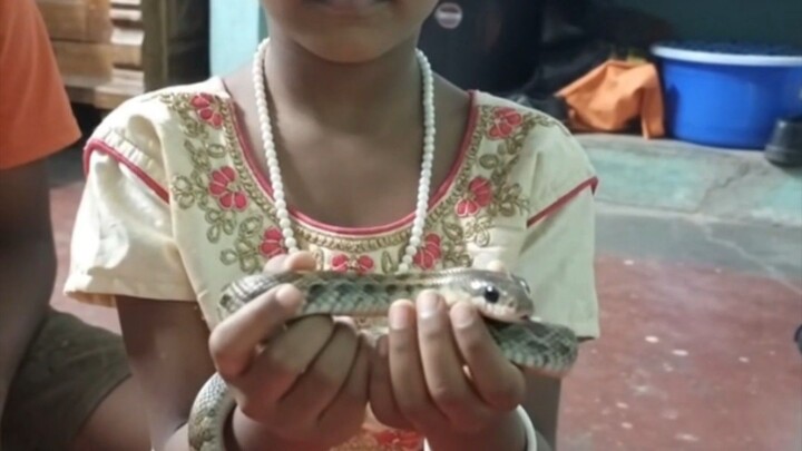 குட்டி பாம்பு