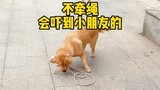 当遛狗时突然松开绳子，它还知道要求主人牵绳子