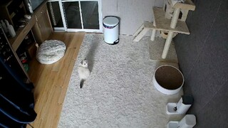 过年回来，猫的反应我哭了