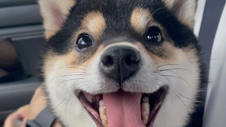 Aku carikan seorang ahli komunikasi hewan peliharaan untuk Man Yu.