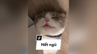Nay chuyển qua nết ngủ nha 😆 cat catsoftiktok beothemeow fypシ