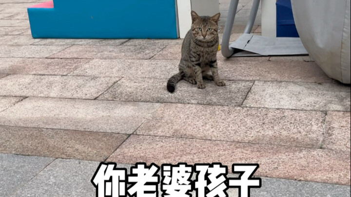 Completely Moved by a Cat’s Sincere Love — The Day My Defenses Fell Completely