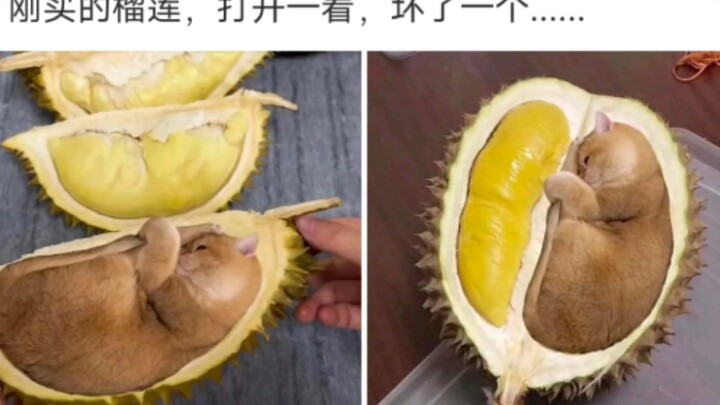 Durian yang baru saja dibeli, satu buahnya sudah busuk?