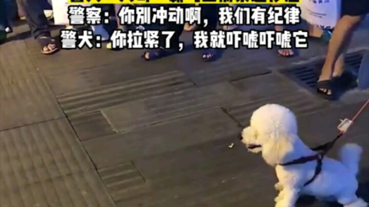 Little Teddy barks at the police dog on the street, but the “big bro” police dog steps up with fierc