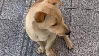 Stunned Pet Doctor, a stray dog who knows how to treat patients on his own