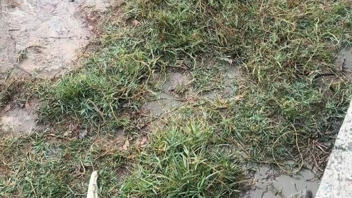 Crocodile: Dude, is using electricity really not illegal?