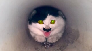 Cat: Sister, I blocked the drain hole, so we don’t have to worry about heavy rain anymore!