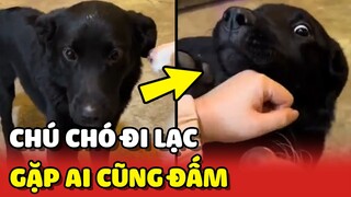 Câu chuyện về chú chó ĐI LẠC vào nhà dân và GẶP AI CŨNG ĐẤM 😂 | Yêu Lu