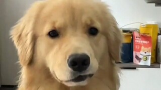 Chỉ cần bạn cho chú chó con một lối thoát, nó sẽ tha thứ cho bạn.