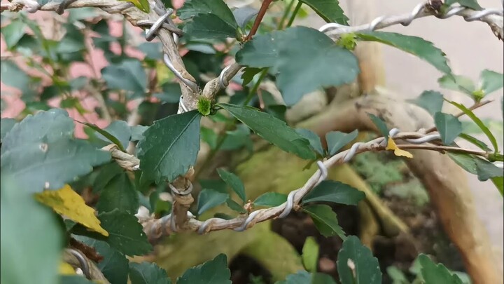 DRAMA ALAM !! BONSAI POHON TUMBANG TUMBUH TUNAS