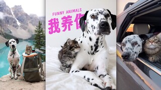 Siapa yang bisa menolak anjing yang "membawa" anak kucing?💗